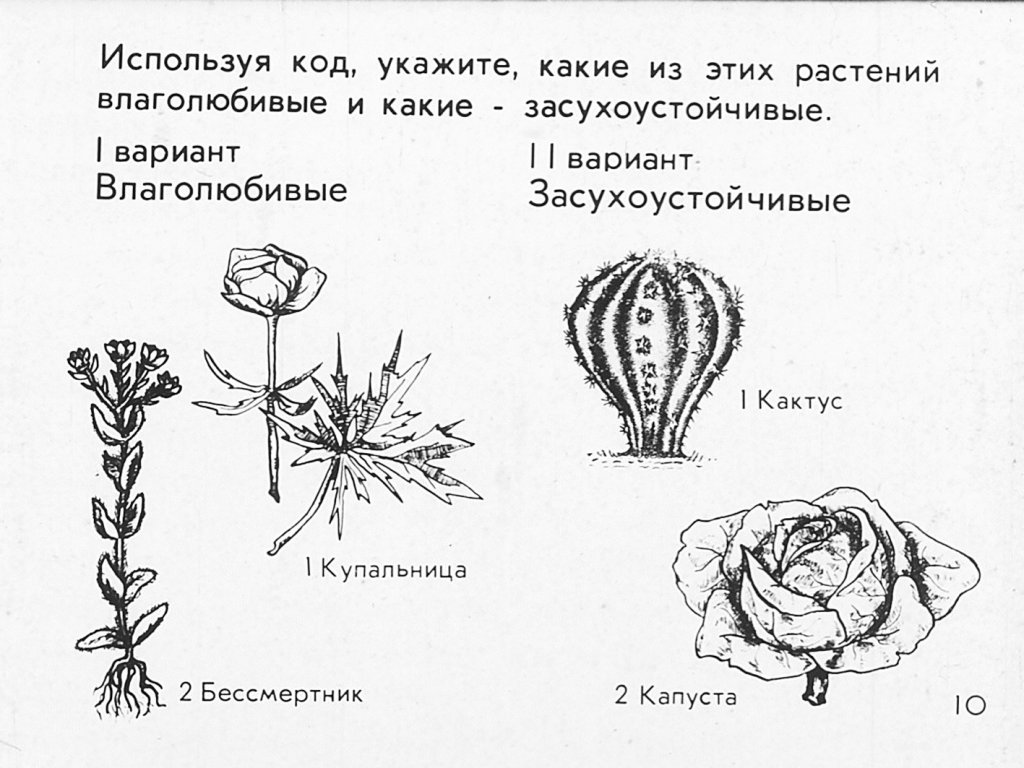 Чайная студия «Дерево» | Самый летний