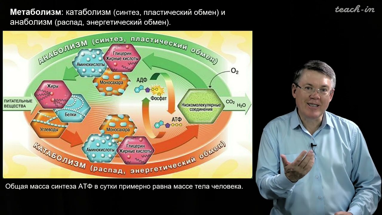 ЕГЭ и ОГЭ Биология Раздел Растения, грибы, лишайники ЛЕГИОН