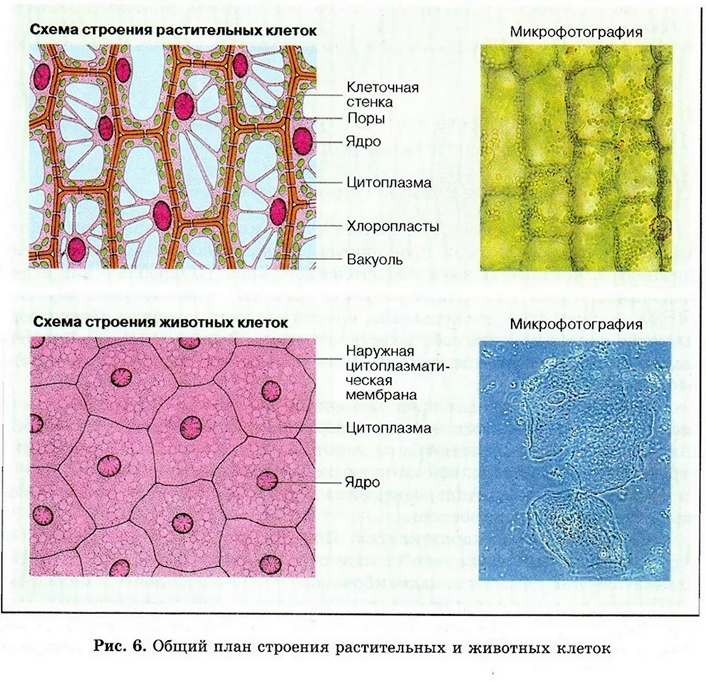 5. Строение клетки