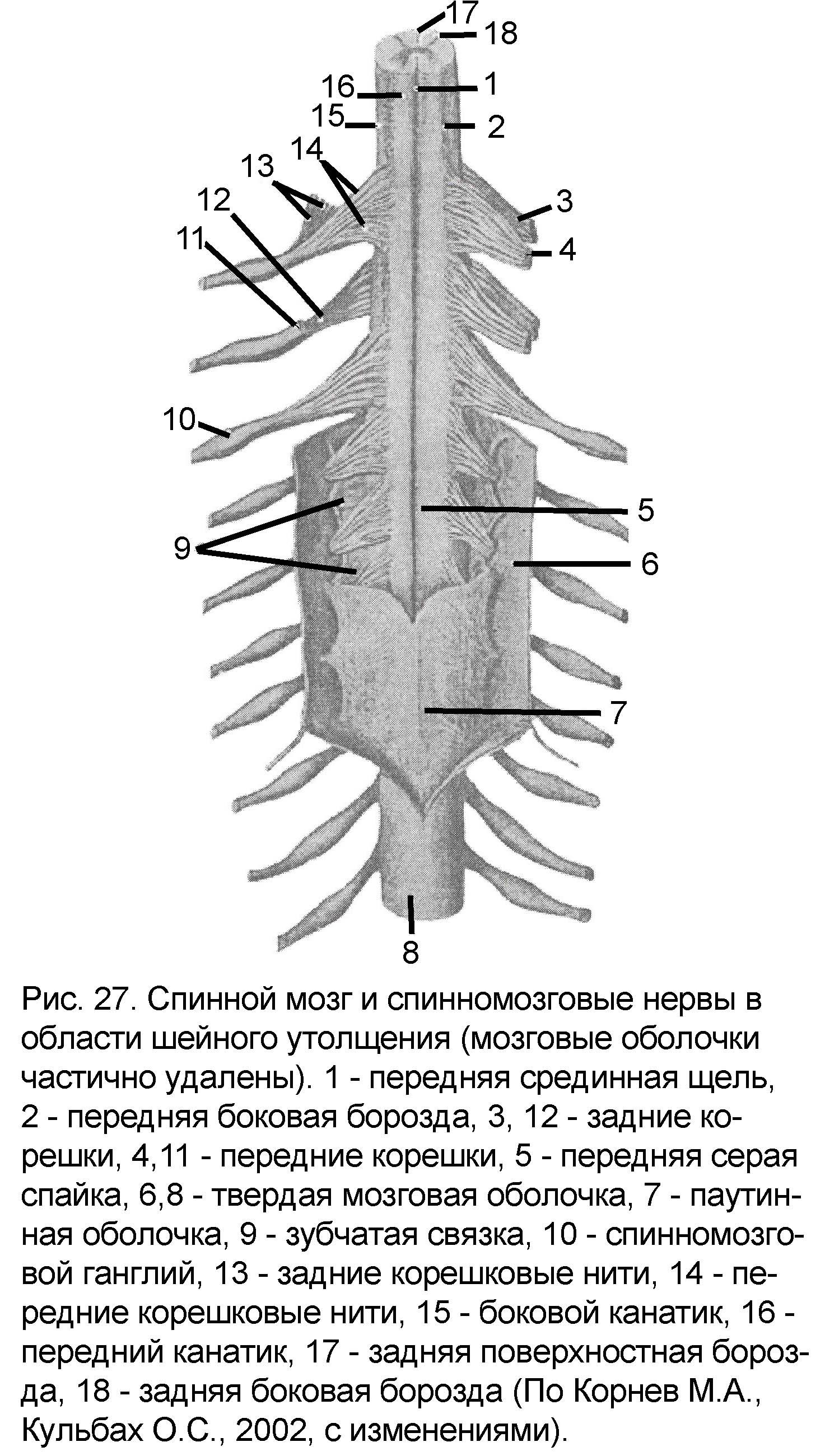 Строение спинного мозга