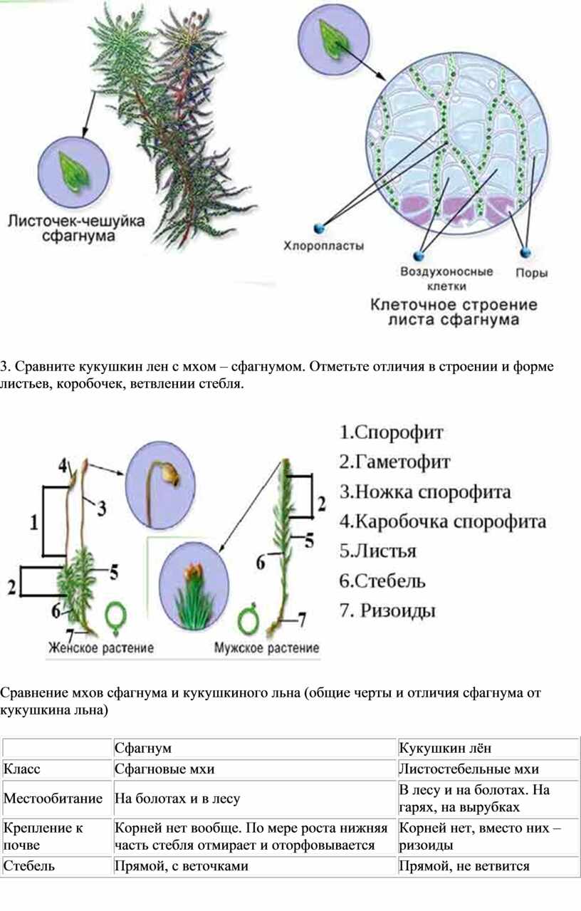 Иллюстрация 1 из 9 для Биология. Биологический системы и