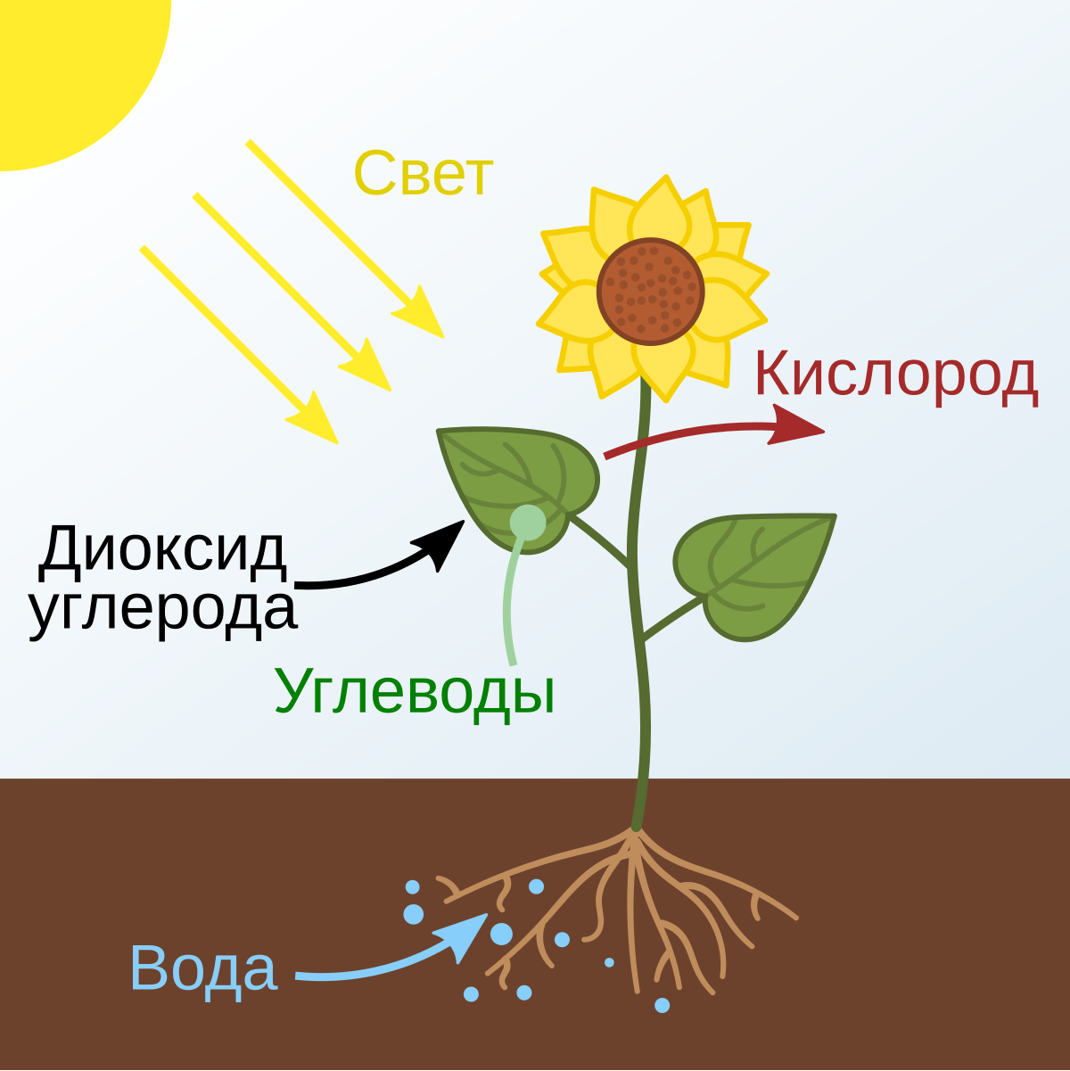 Аннотация на учебную дисциплину «Нормальная физиология