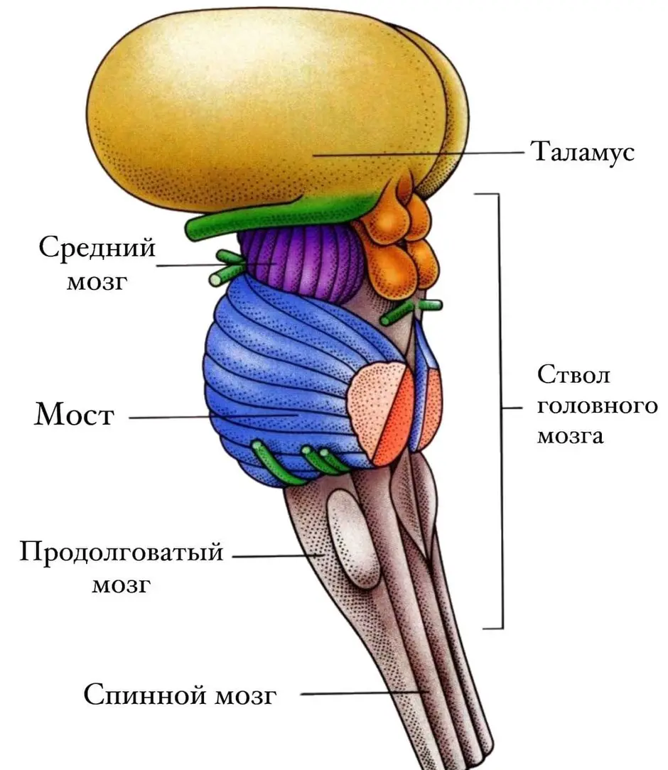 3. Средний мозг