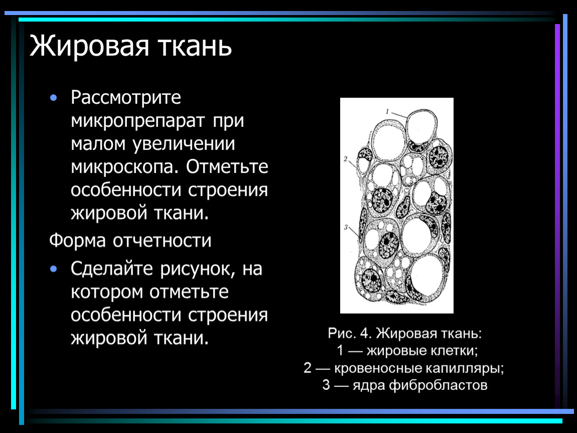 Особенности моделирования жирового