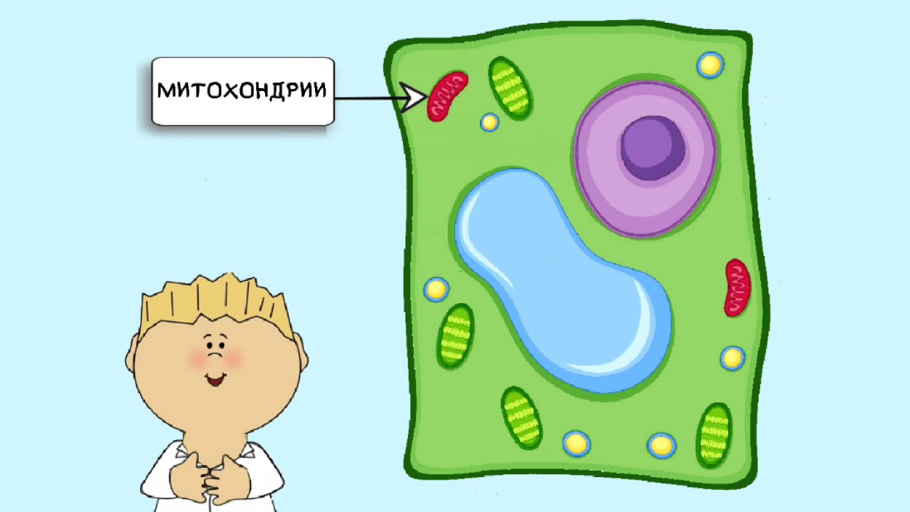 Митохондрии в метаболизме наука