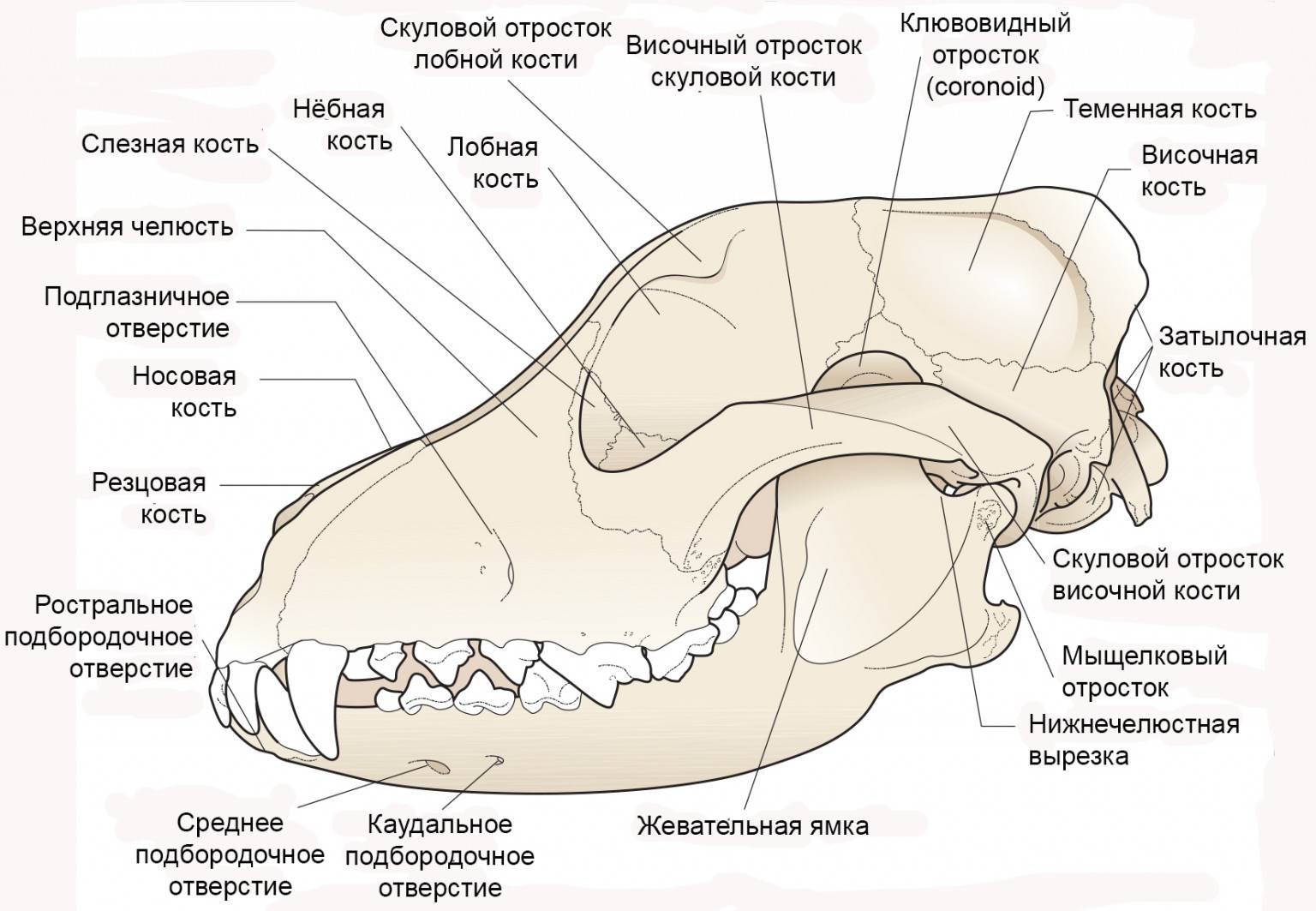 Череп спереди картинки 