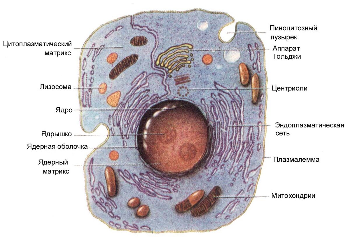 🔍Клетка. Органоиды клетки🔍 | Biology