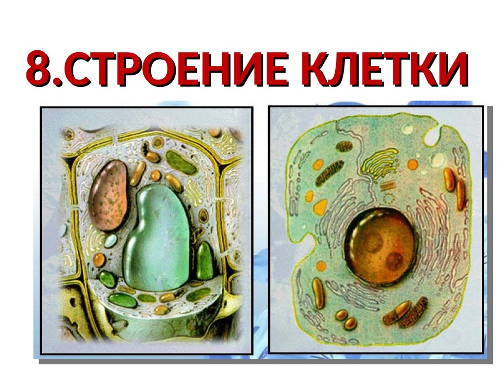 Клетка человеческая рисунок 