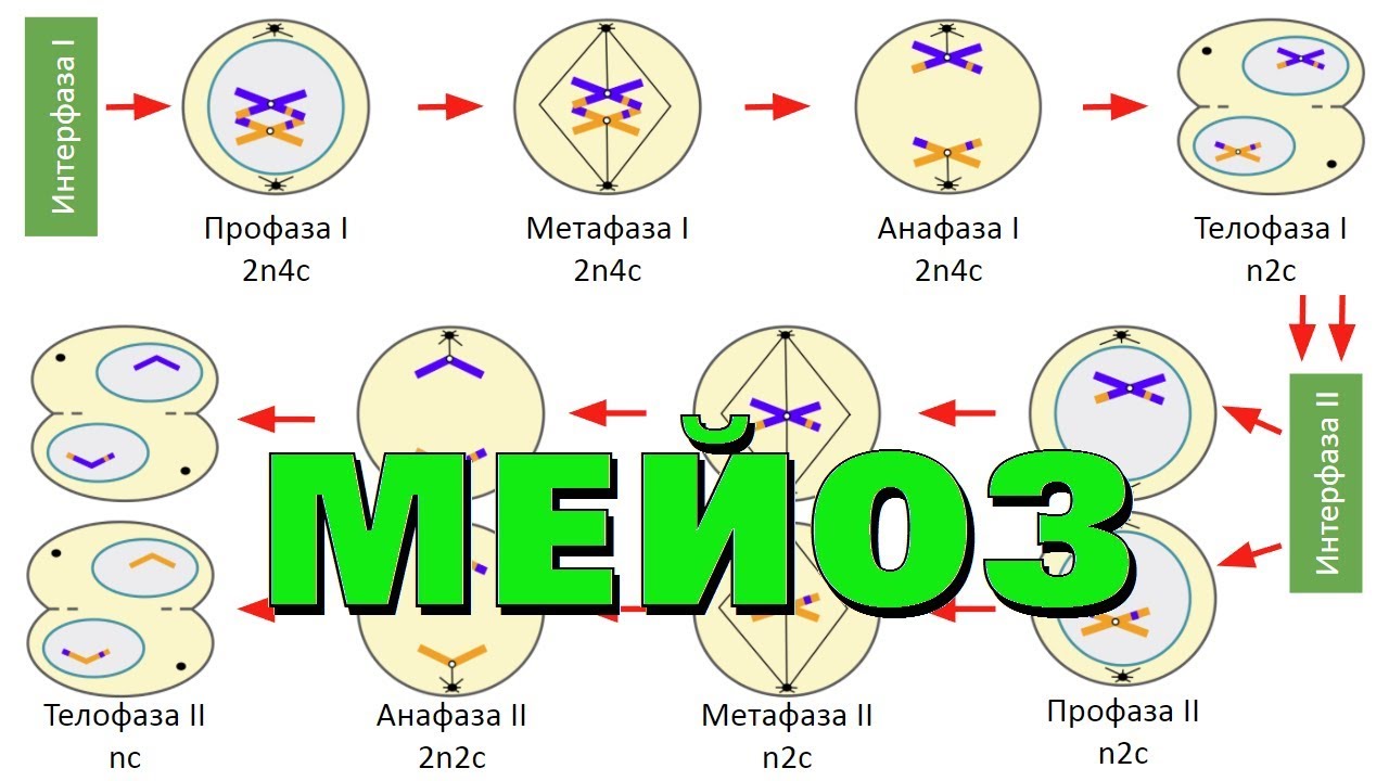 Мейоз и кроссинговер