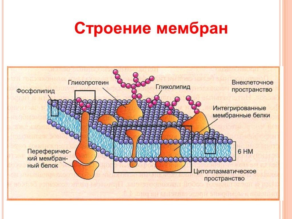 Рисунок клеточной мембраны простой 