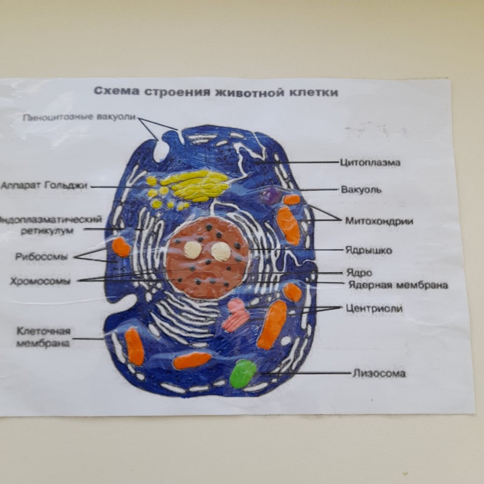 Строение бактериальной клетки под микроскопом схема