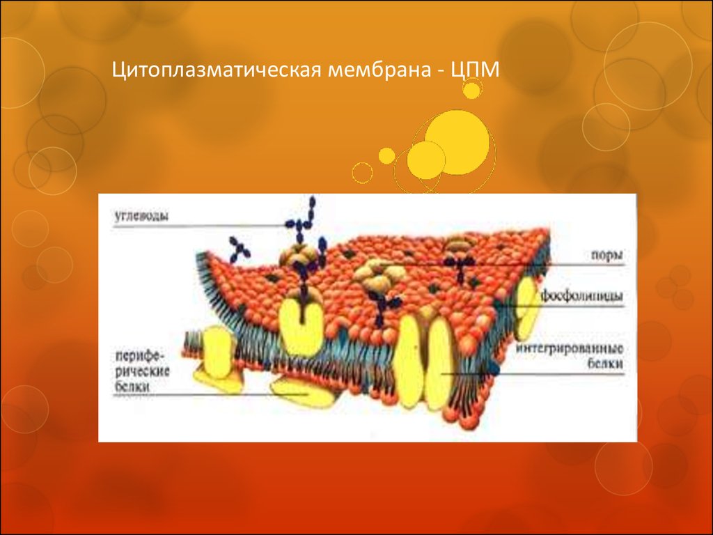 Гистология, цитология и эмбриология. Краткий курс С. Зиматкин