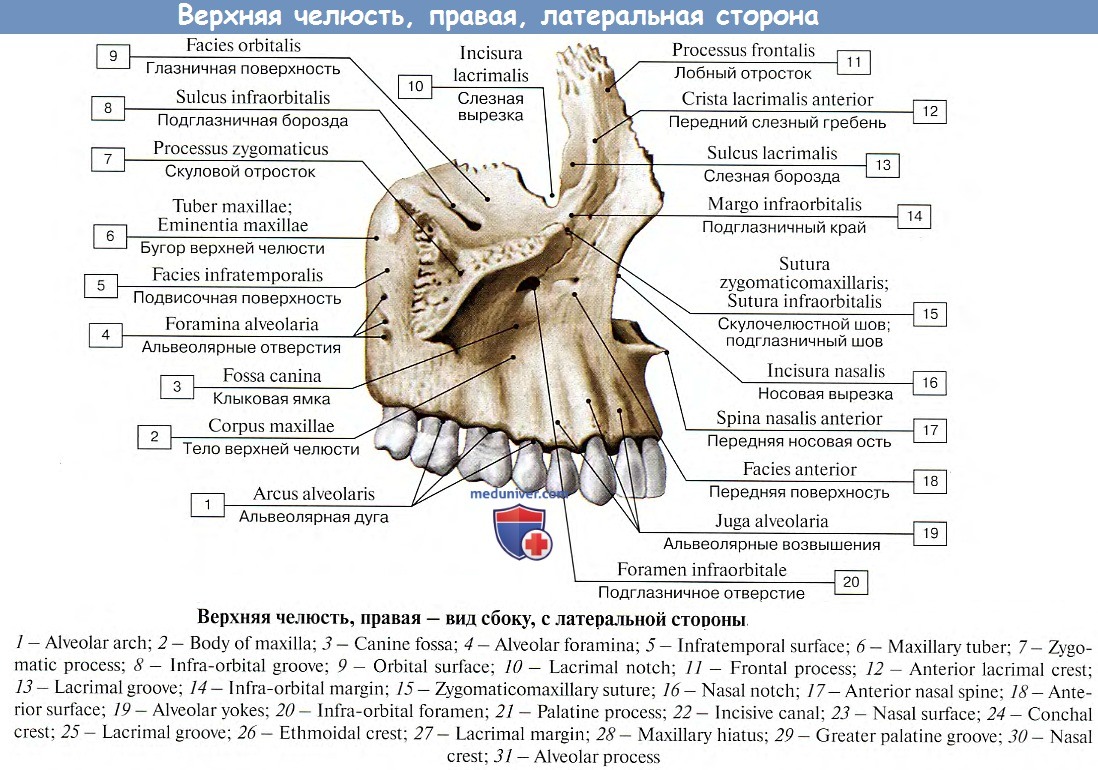 РИСУНОК Ч. 1