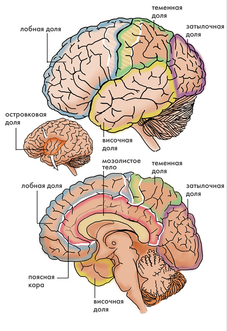 Из чего состоит мозг, и как он работает? | Бизнес