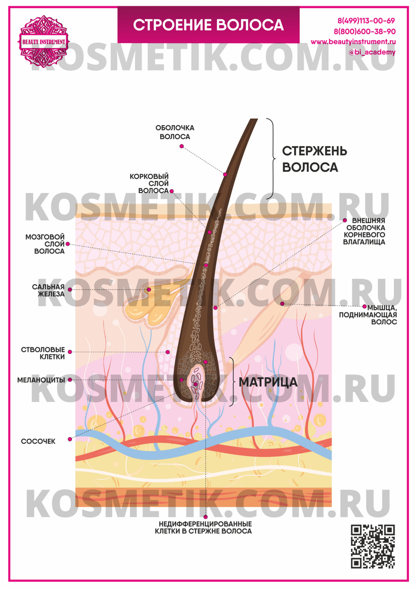 Плакат для косметолога Строение волоса 