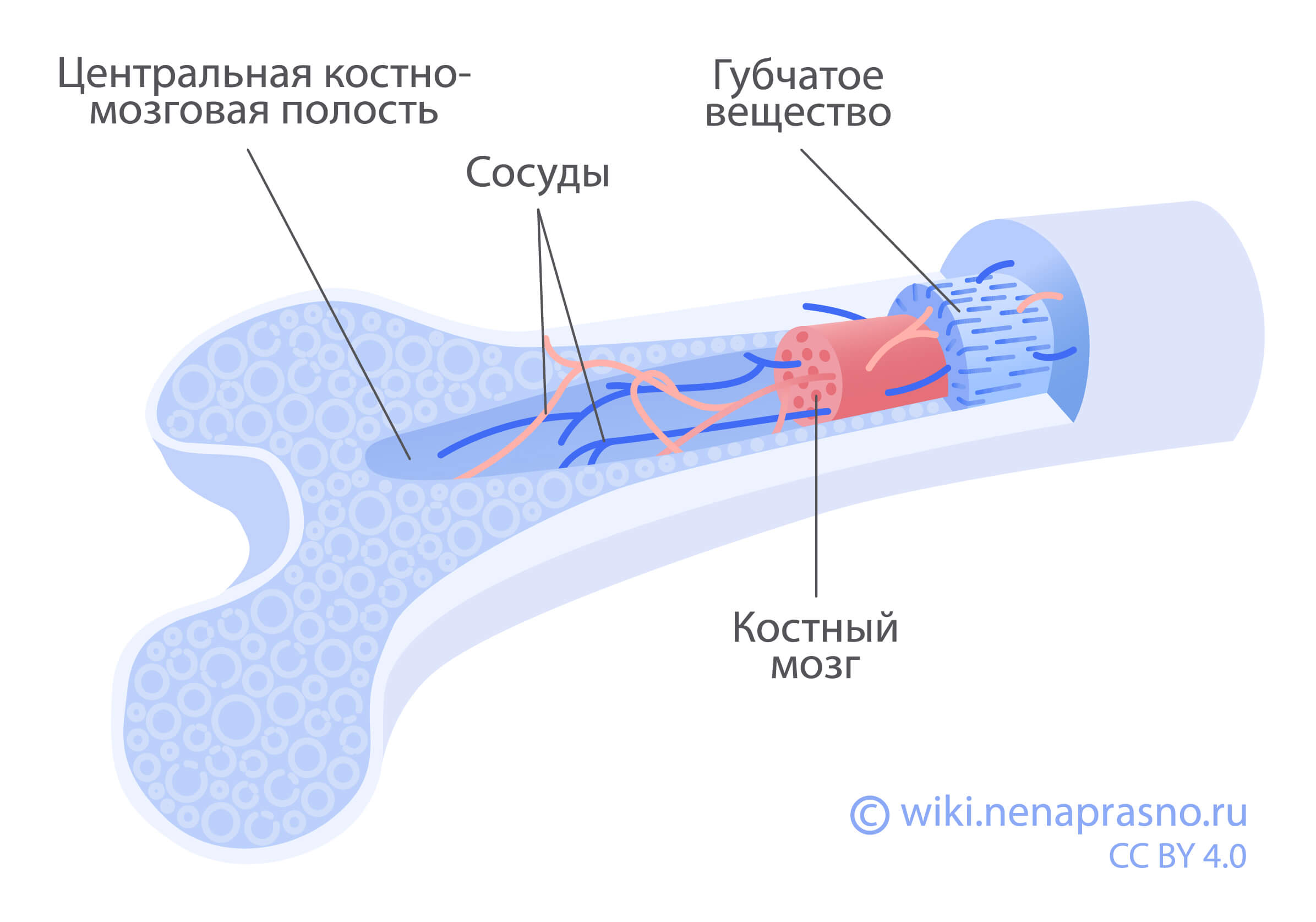 Свободная соединительная ткань Стоковое Фото