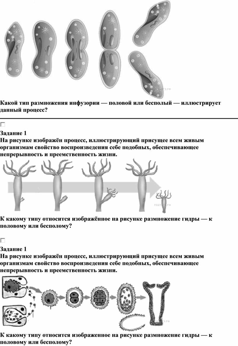 СРАВНИТЕЛЬНОЕ ЛИТЕРАТУРОВЕДЕНИЕ