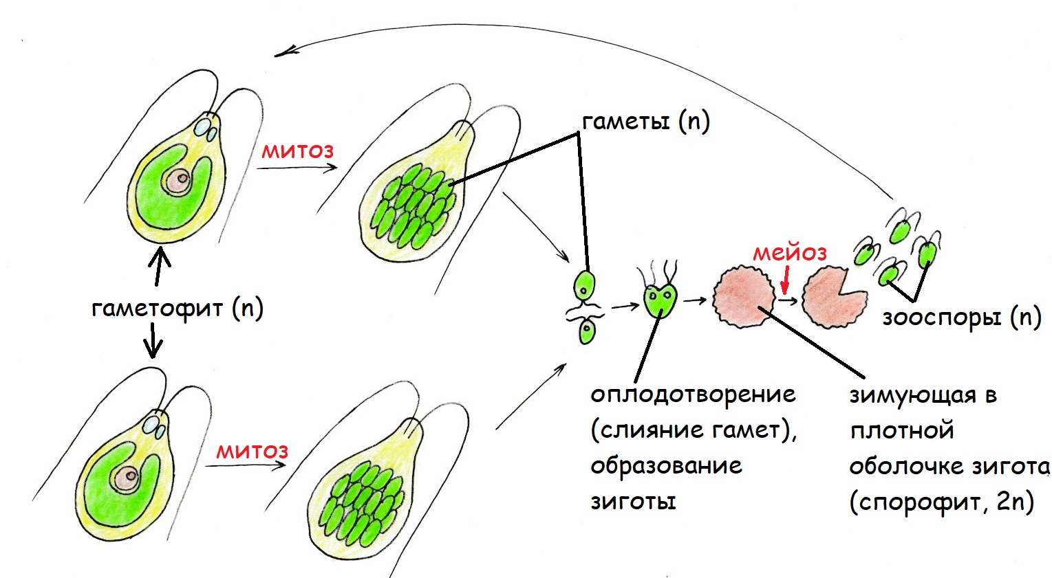 Энциклопедия Жизнь растений. АНАТОМИЯ СЛОЕВИЩА ЛИШАЙНИКОВ