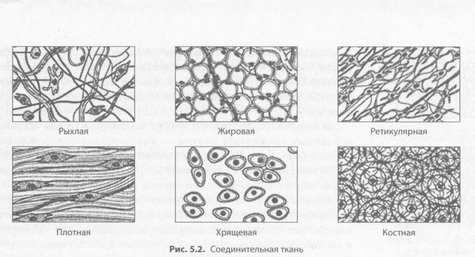 Эхокардиография от Рыбаковой