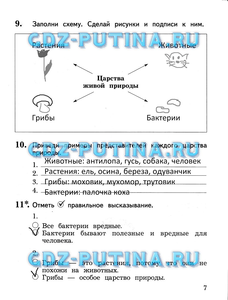 Комнатные растения карандашом