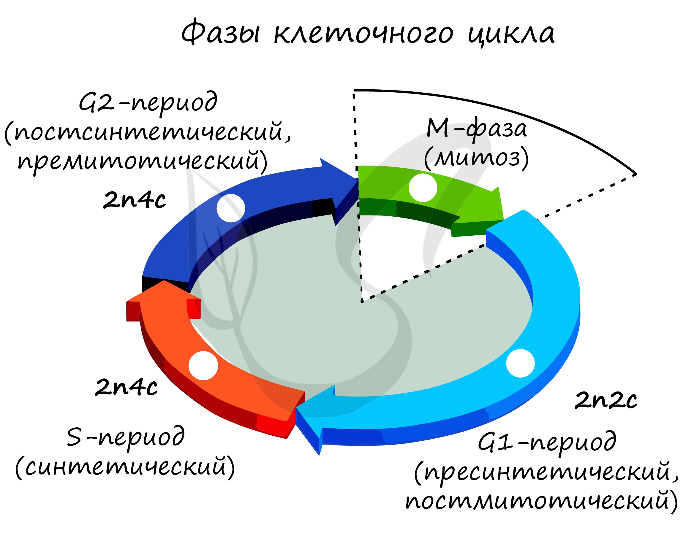 Митоз, клеточный цикл