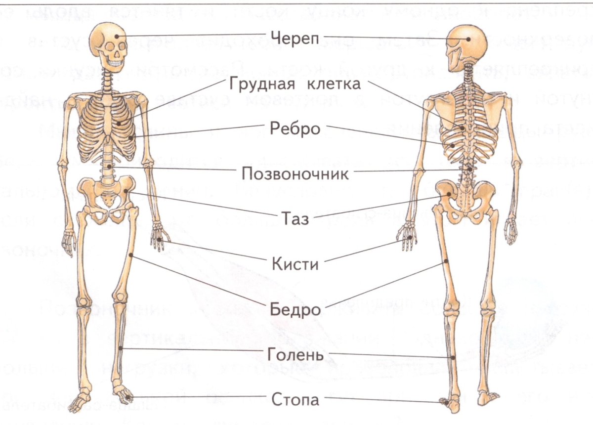 Скелет сзади рисунок. Скачать и распечатать