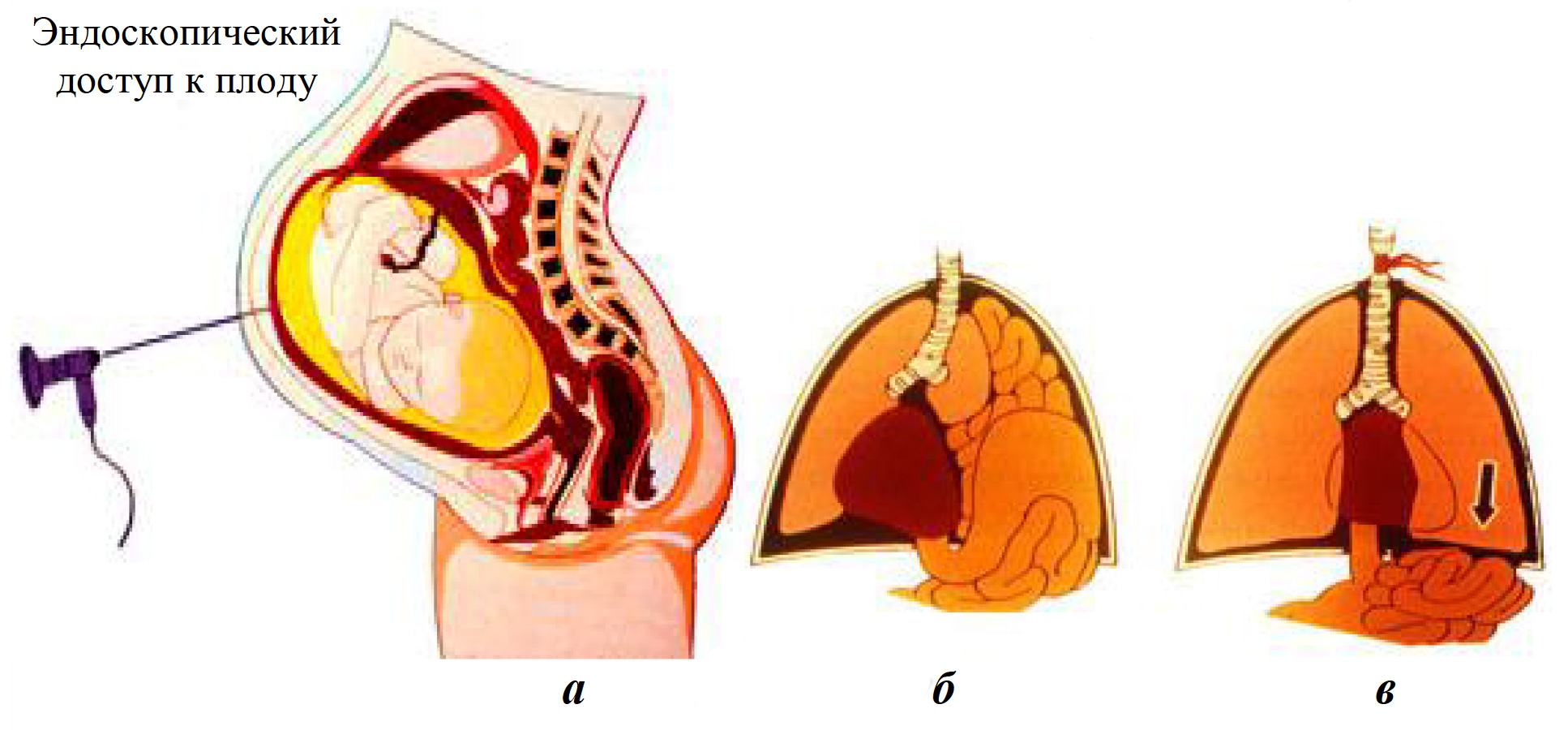 SHOSHILINCH tIBBIYOt AXBOROtNOMASI