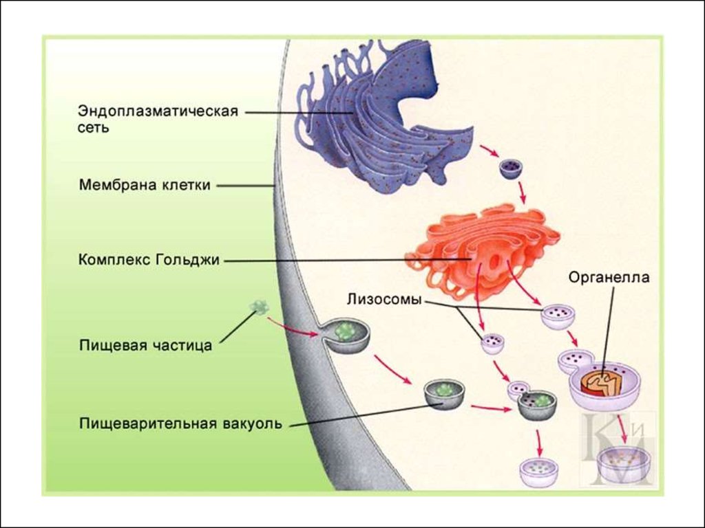 ✓ Везикулярная система клетки ✓ • Для