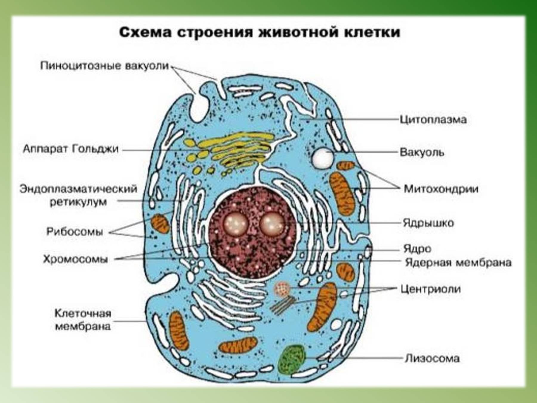 Рисуем ЖИВУЮ КЛЕТКУ и обсуждаем