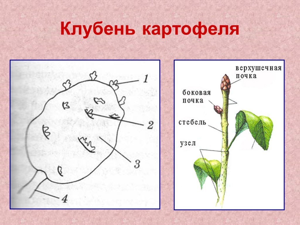 Французская жареная картошка в бумажной коробке изолированы