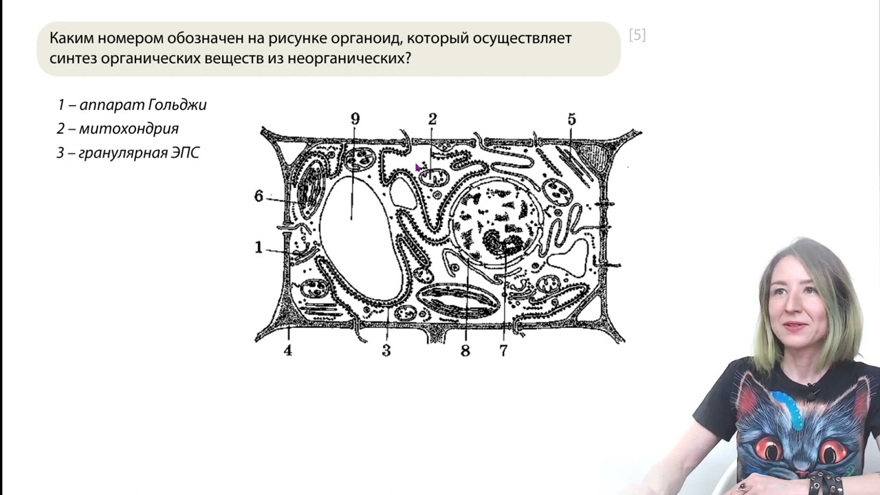 Метаболизм. Энергетический обмен