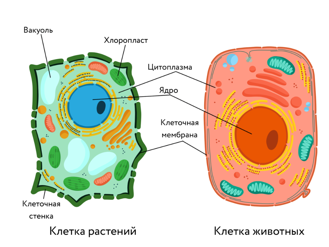 Практическая работа :Строение клеток