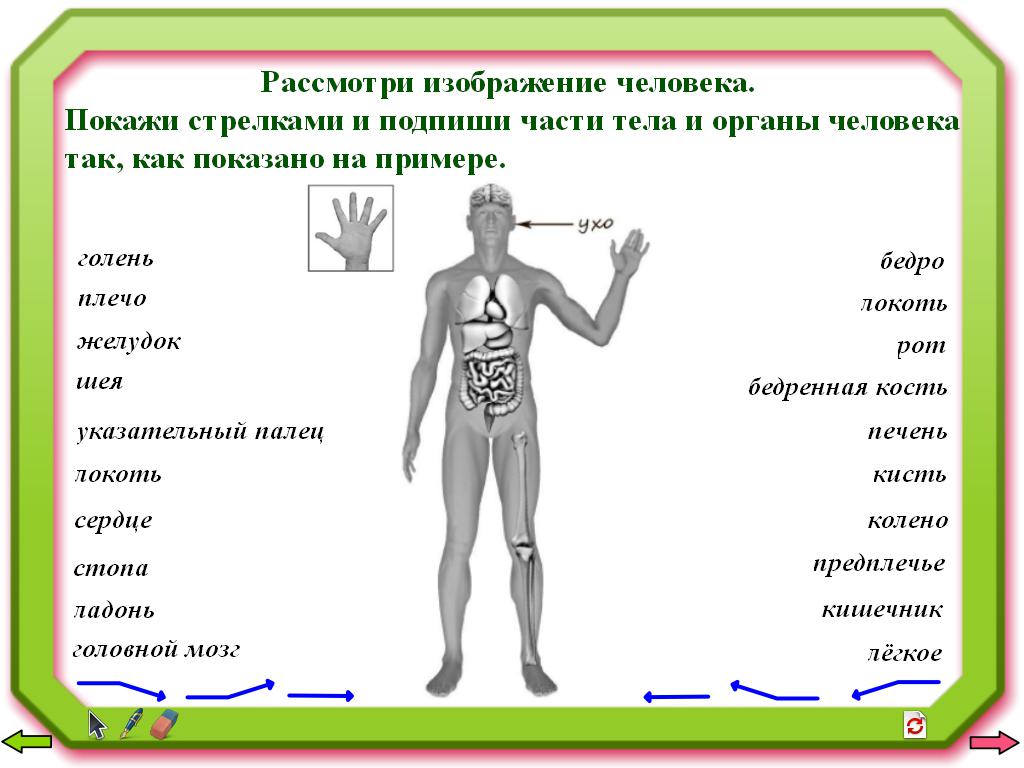 ВПР. Общее представление о строении