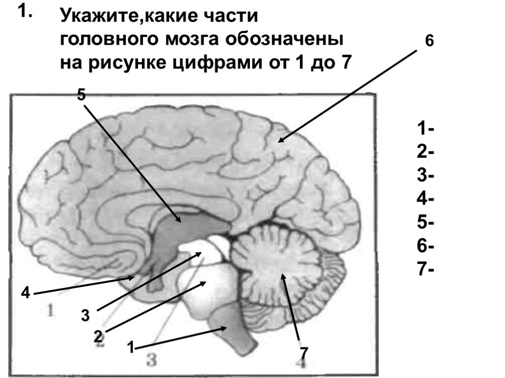 Микробиом, нервная система и канцерогенез