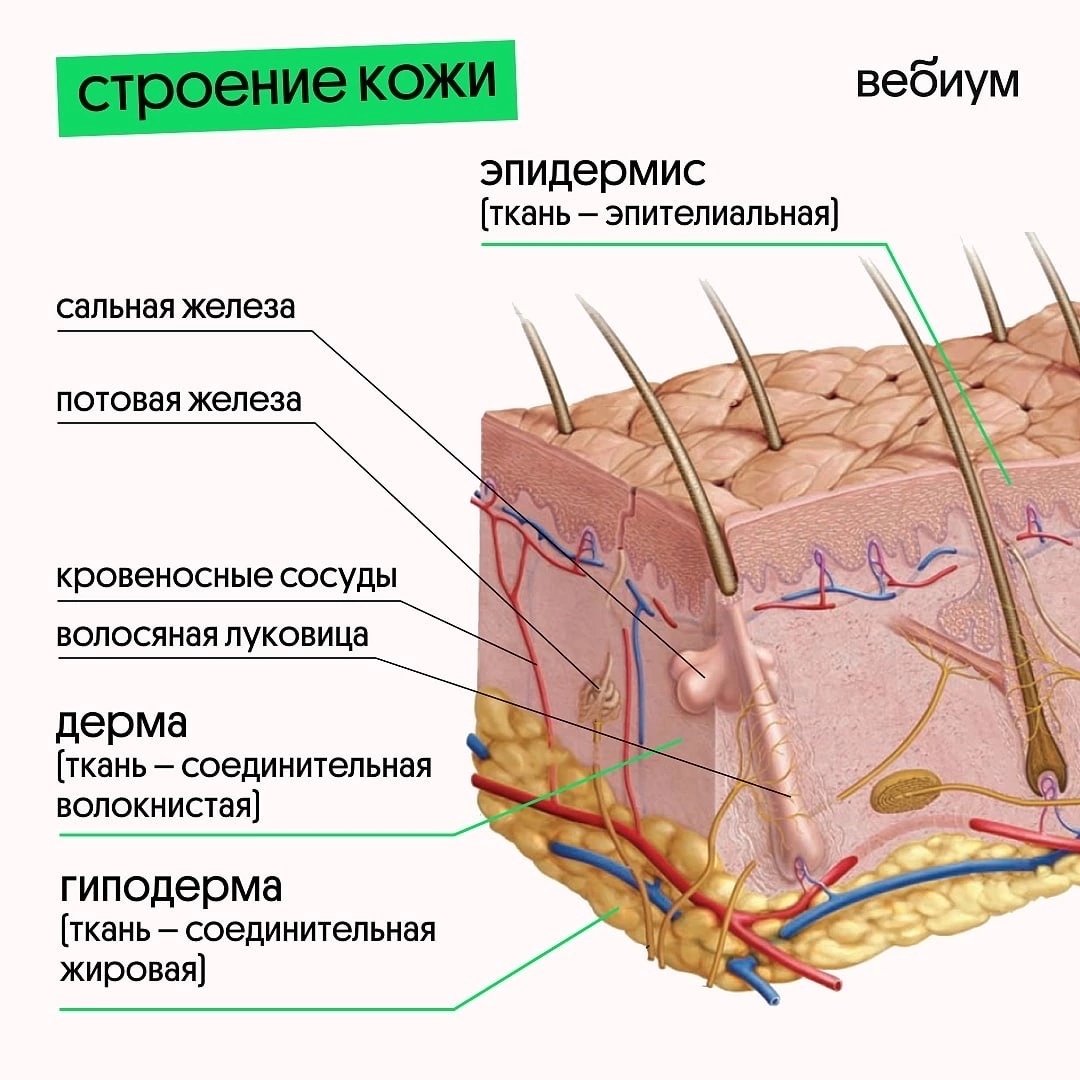 Придатки кожи