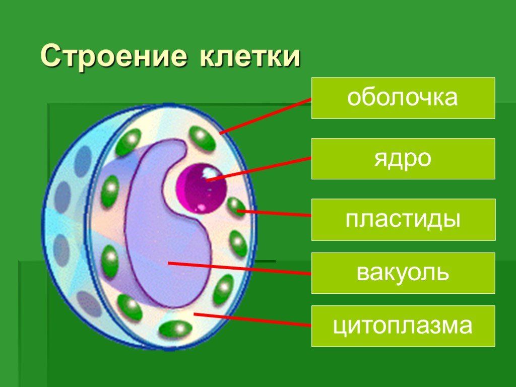 ВПР по биологии № 3 