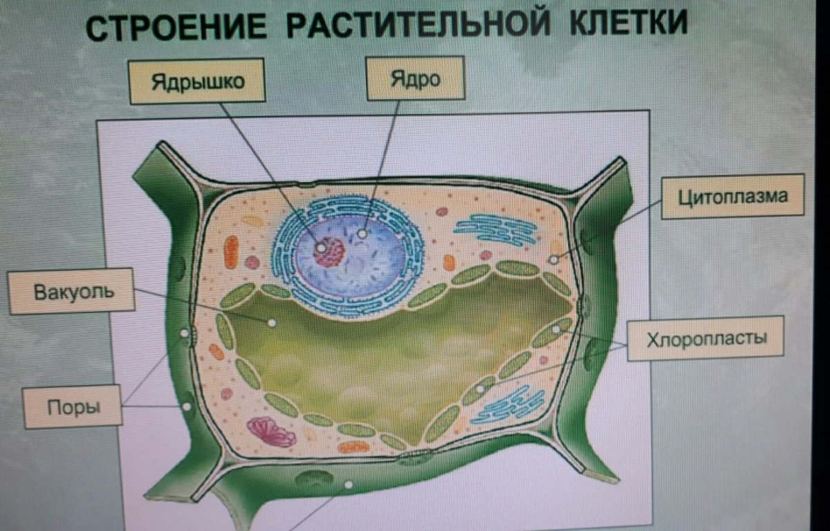 Пасечник. Биология. 6 класс. Рабочая тетрадь. Базовый уровень