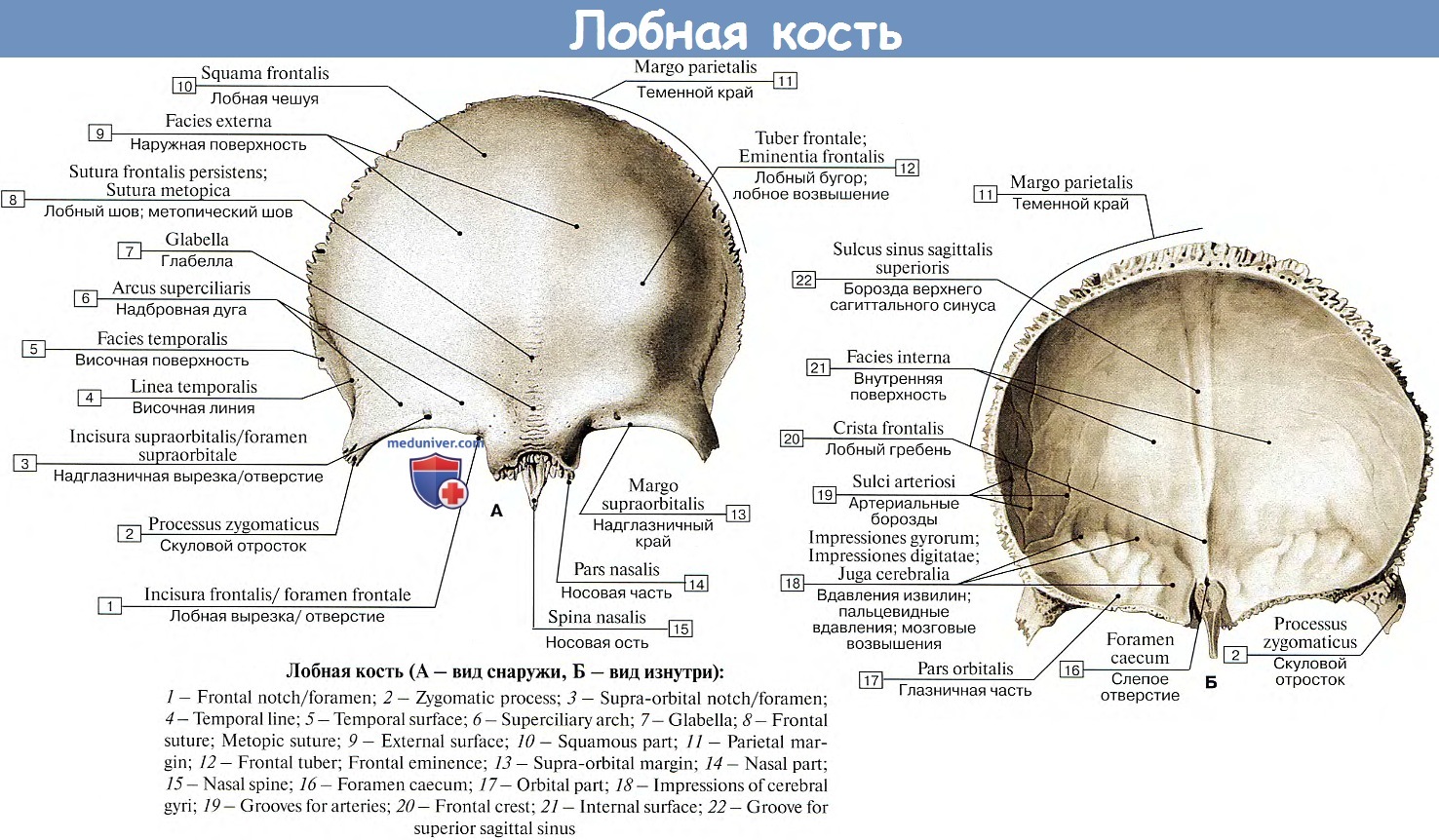 Краниосакральный ритм. Паттерны СБС и