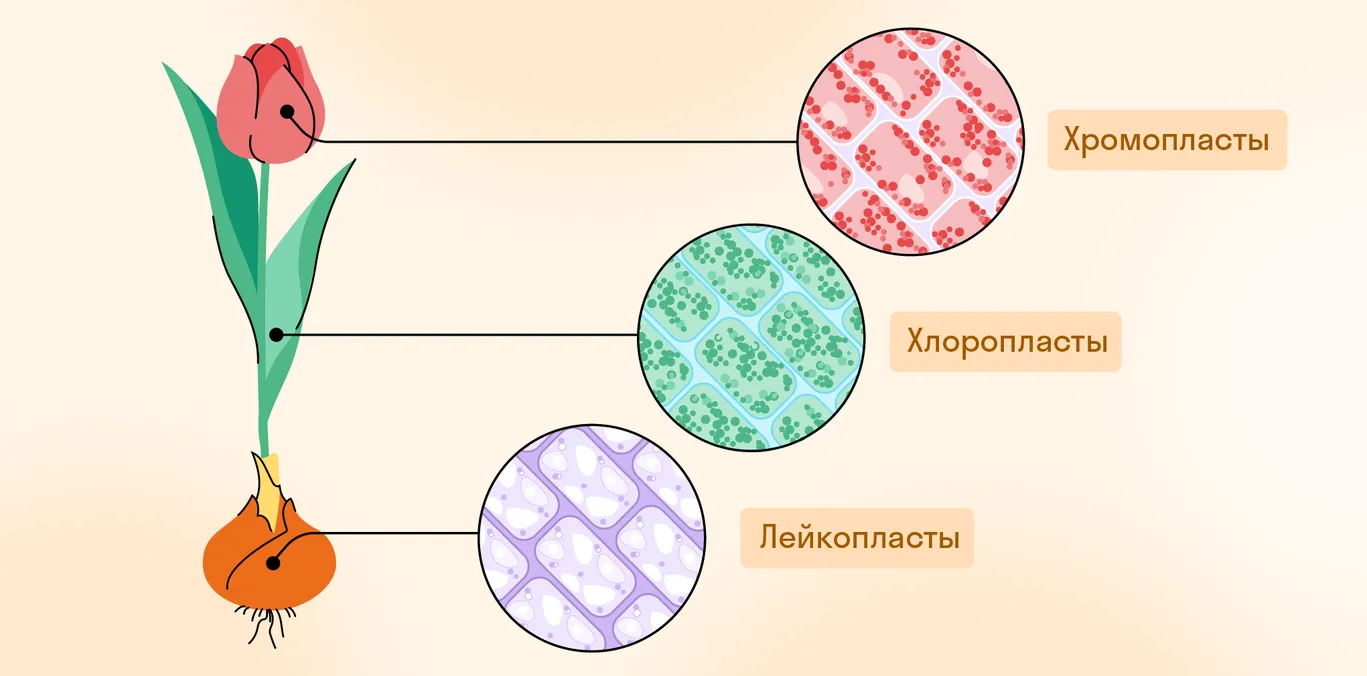 ЕГЭ по биологии: Клетка