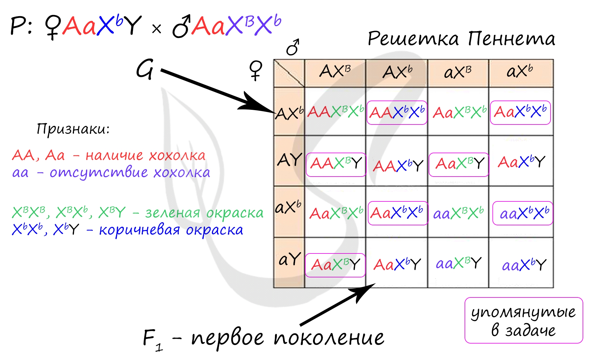 Влияние микробиоты кишечника на