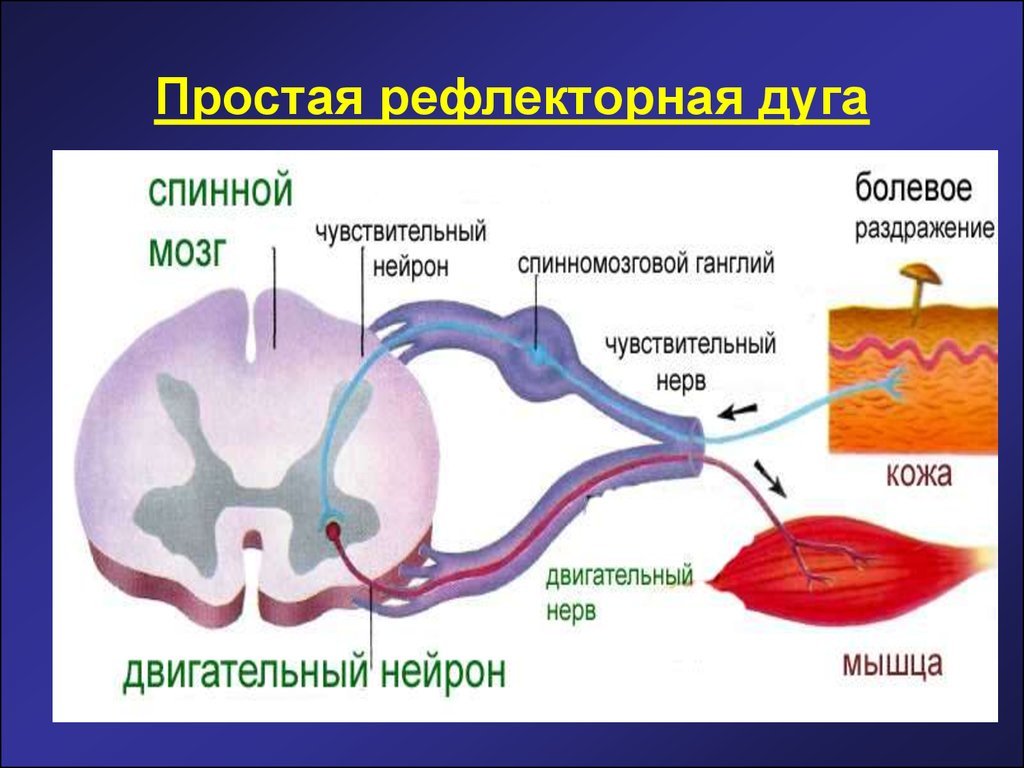 Рефлекторна дуга Вікіпедія