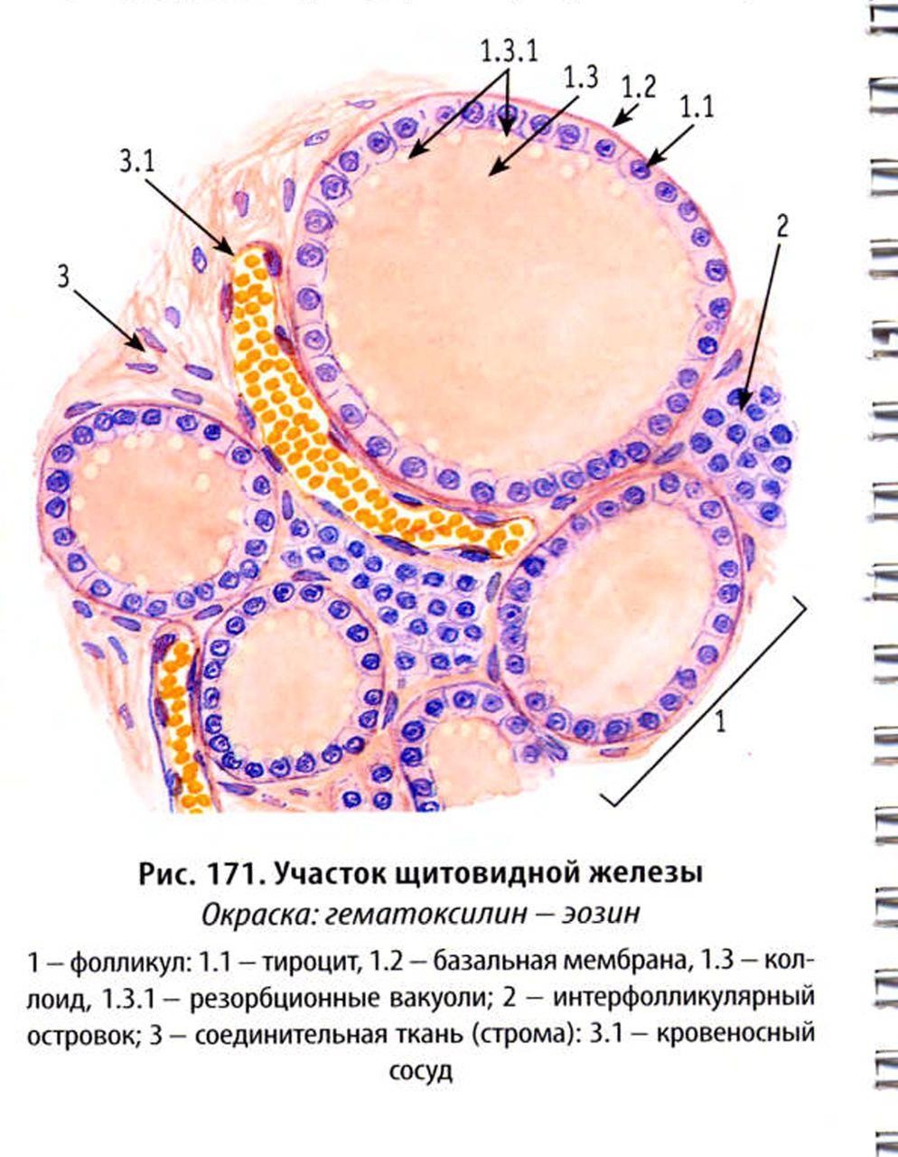 УЗИ кожи и подкожного жира 