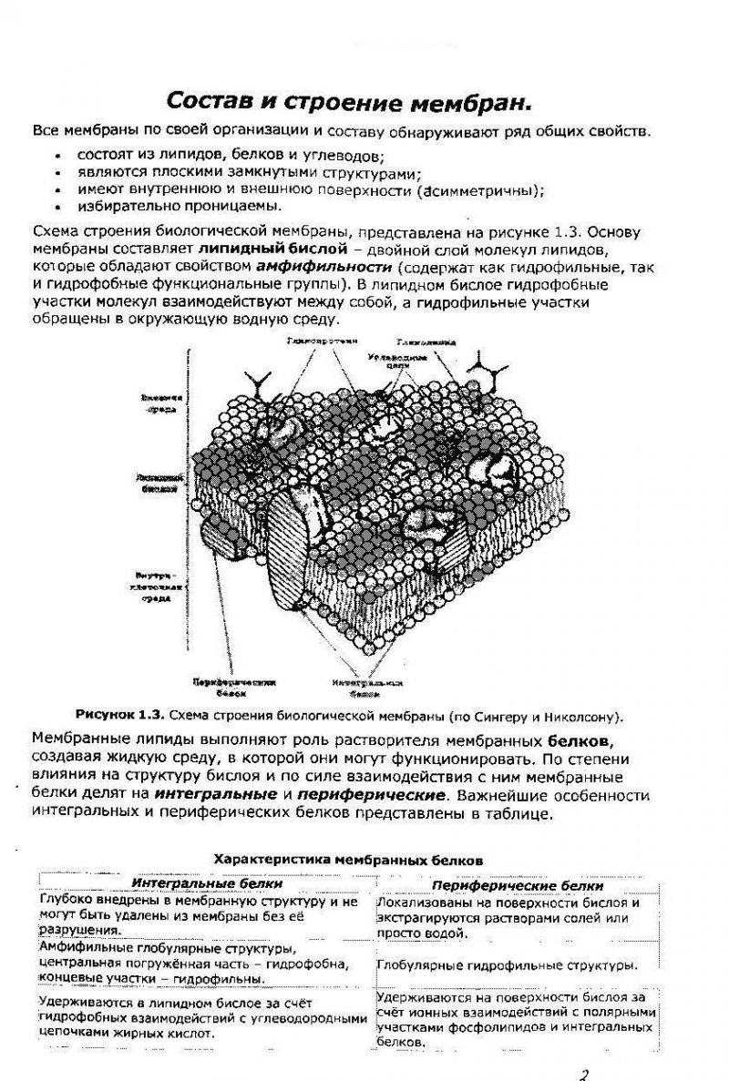 Мембрана: строение и функции