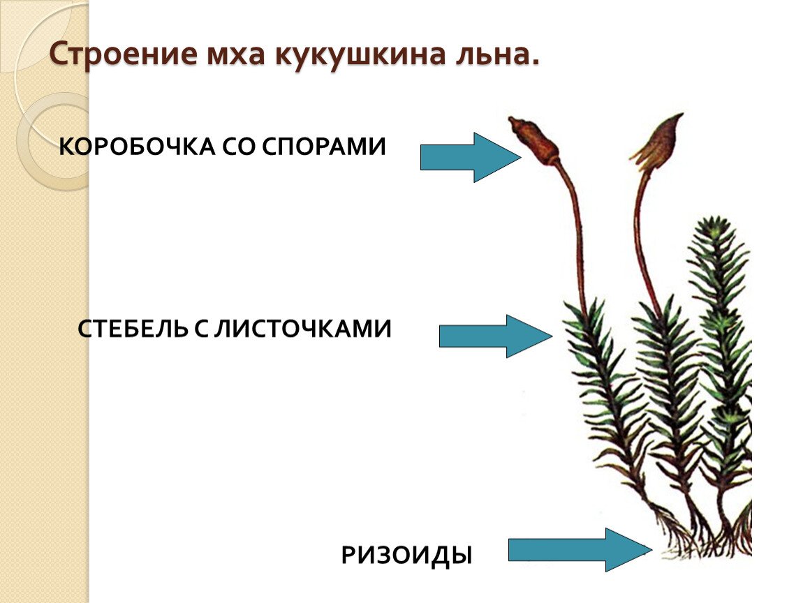 Будущие исследователи – будущее науки