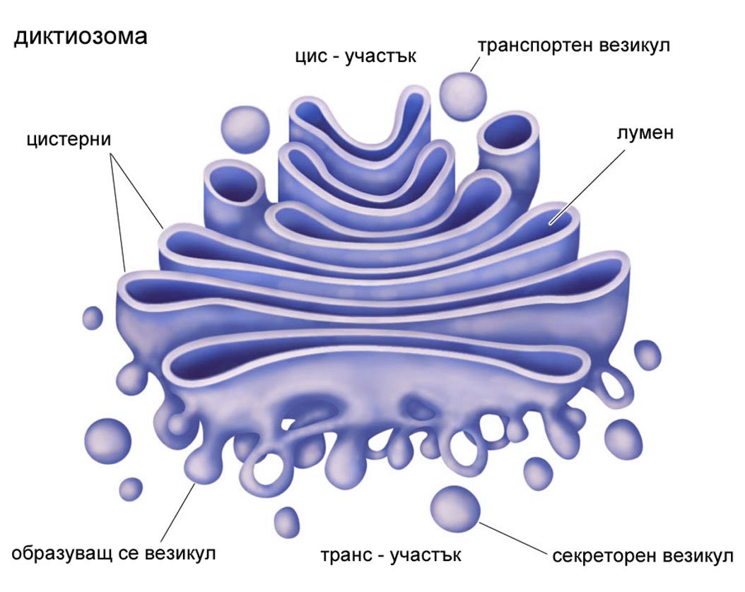 Иллюстрация вектора аппаратуры Гольджи