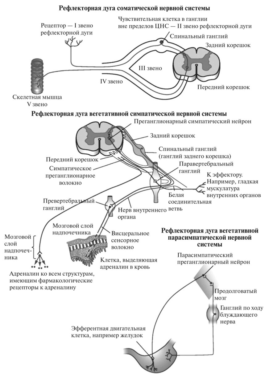 Нервная система 