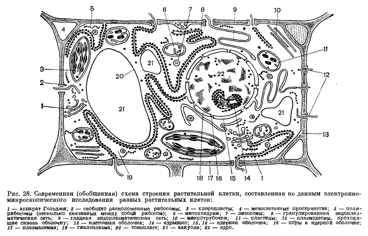 Рассмотрите рисунок Строение