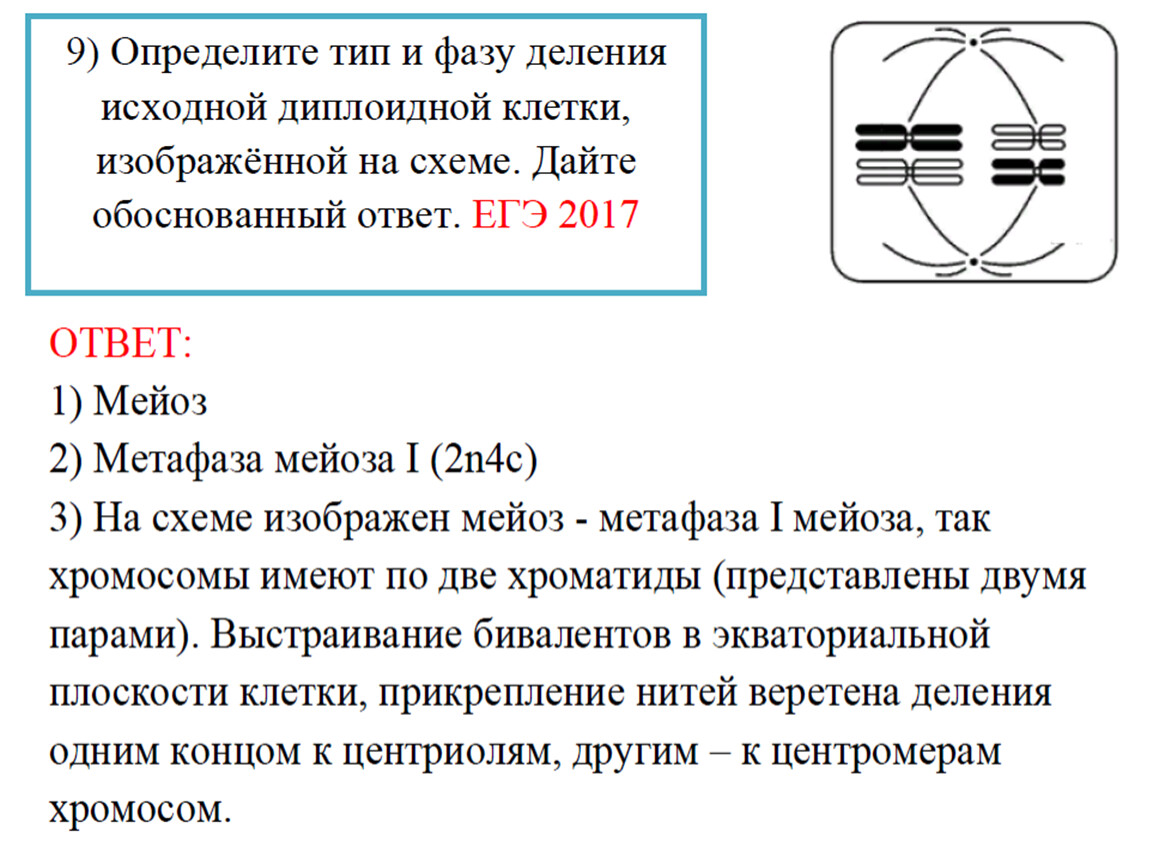 Мейоз