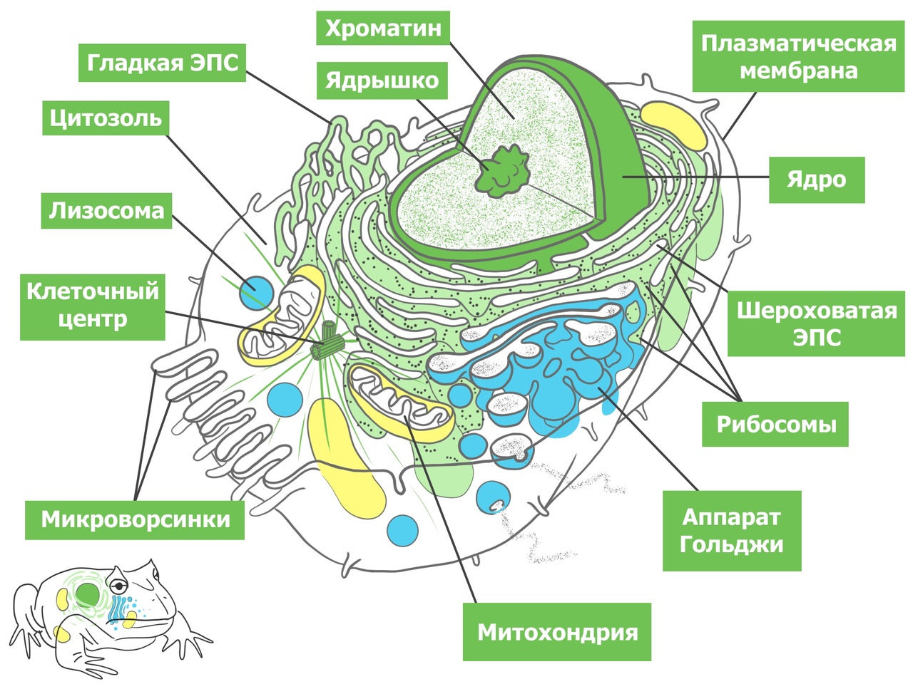 Вариант №1 