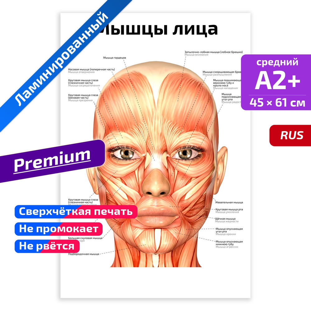 Как нарисовать Портрет девушки